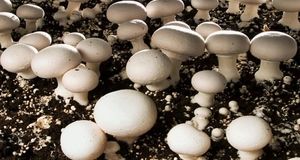 کاهش تولید قارچ بدلیل خروج کارگران افغانی و ناترازی