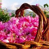 تولید پنج هزار و ۵۰۰ تن گل محمدی در استان مرکزی
