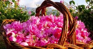 پایان نخستین جشنواره مردمی عطر گل محمدی دودانگه