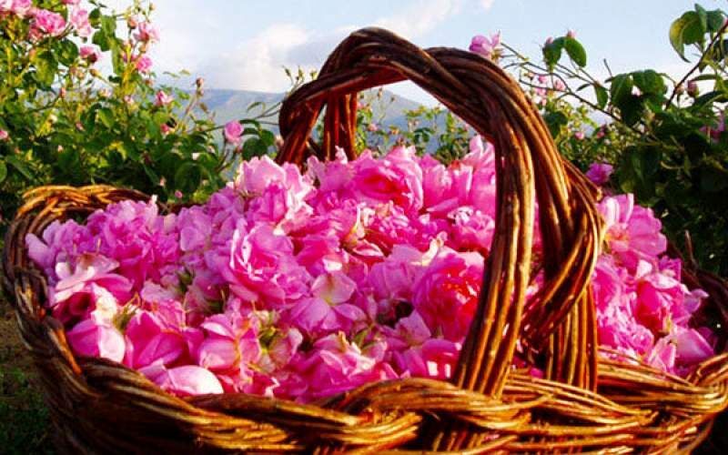 پایان نخستین جشنواره مردمی عطر گل محمدی دودانگه