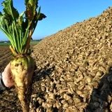 پیش‌بینی برداشت ۱.۴ میلیون تن چغندر قند در استان کرمانشاه برای اولین بار