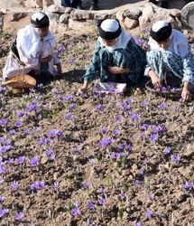 شمشین جشنواره استانی زعفران در بهاباد برگزار شد