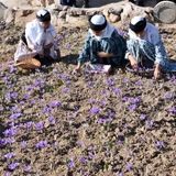 شمشین جشنواره استانی زعفران در بهاباد برگزار شد