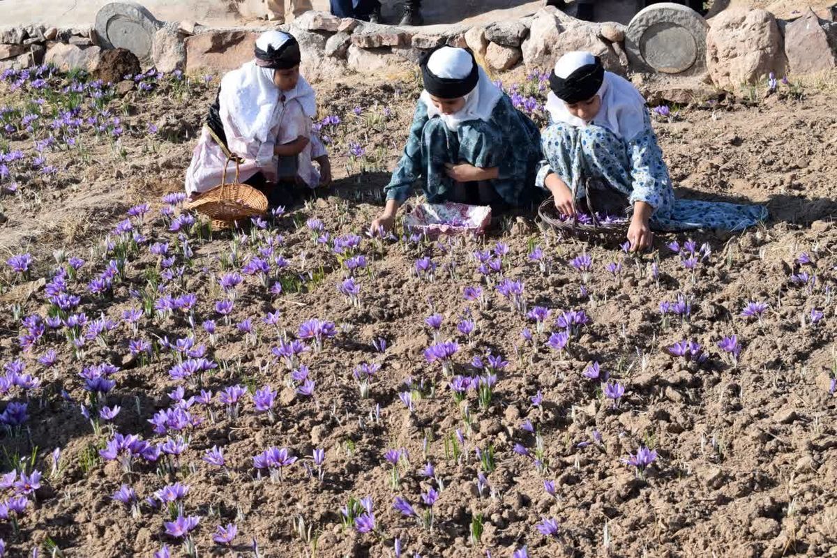 شمشین جشنواره استانی زعفران در بهاباد برگزار شد