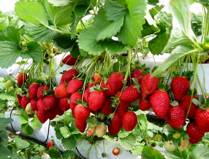 تولید ۲۲ هزار تن توت فرنگی در بابلسر