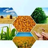 نزدیک نیمی از تولیدات کشاورزی به ضایعات تبدیل می‌شود