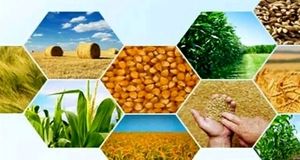نزدیک نیمی از تولیدات کشاورزی به ضایعات تبدیل می‌شود