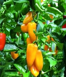 برداشت ۱۳ هزار تن انواع محصولات گلخانهای در زهک