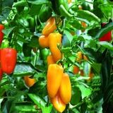 برداشت ۱۳ هزار تن انواع محصولات گلخانهای در زهک