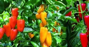 برداشت ۱۳ هزار تن انواع محصولات گلخانه‌ای در زهک