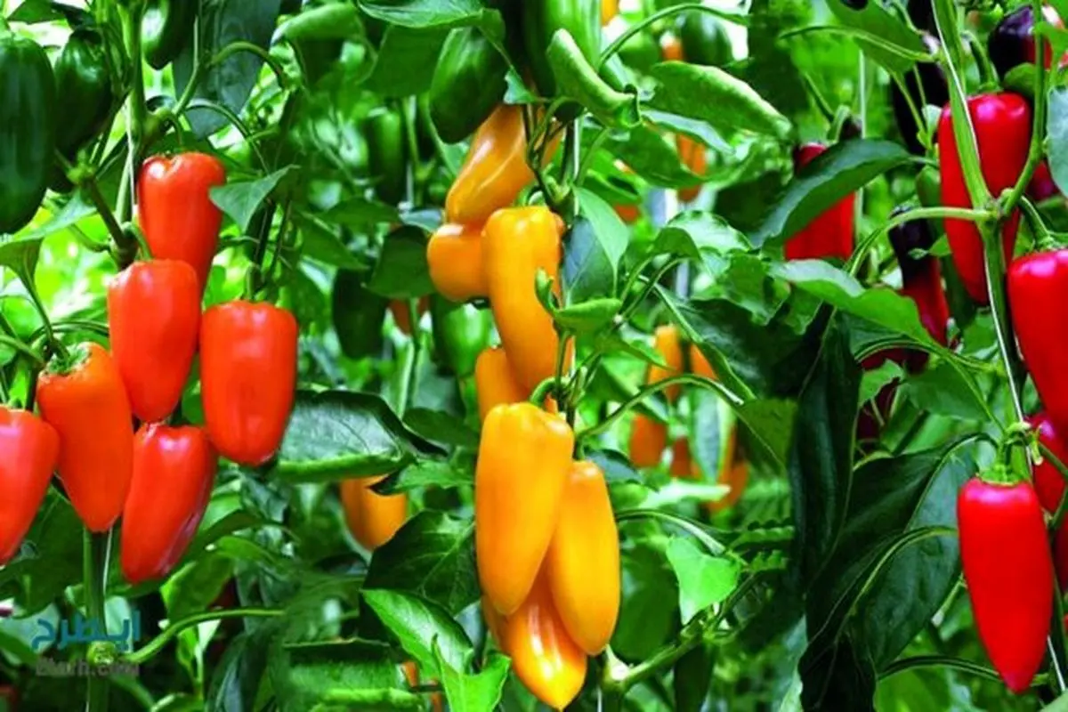 برداشت ۱۳ هزار تن انواع محصولات گلخانه‌ای در زهک