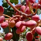 برداشت ۱۵۰۰ تن پسته در استان سیستان و بلوچستان