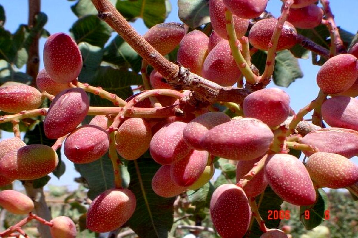 برداشت ۲۵ هزار تن پسته در گناباد
