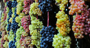 ثبت ملی جشنواره انگور بیجار در تقویم رسمی رویدادهای گردشگری