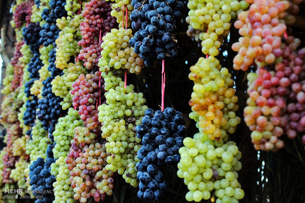 ثبت ملی جشنواره انگور بیجار در تقویم رسمی رویدادهای گردشگری