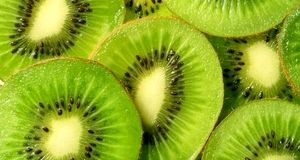 تولید سالانه ۴۵ هزار کیوی در رودسر