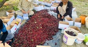 سرمازدگی، برداشت گیلاس در اشنویه را نصف کرد