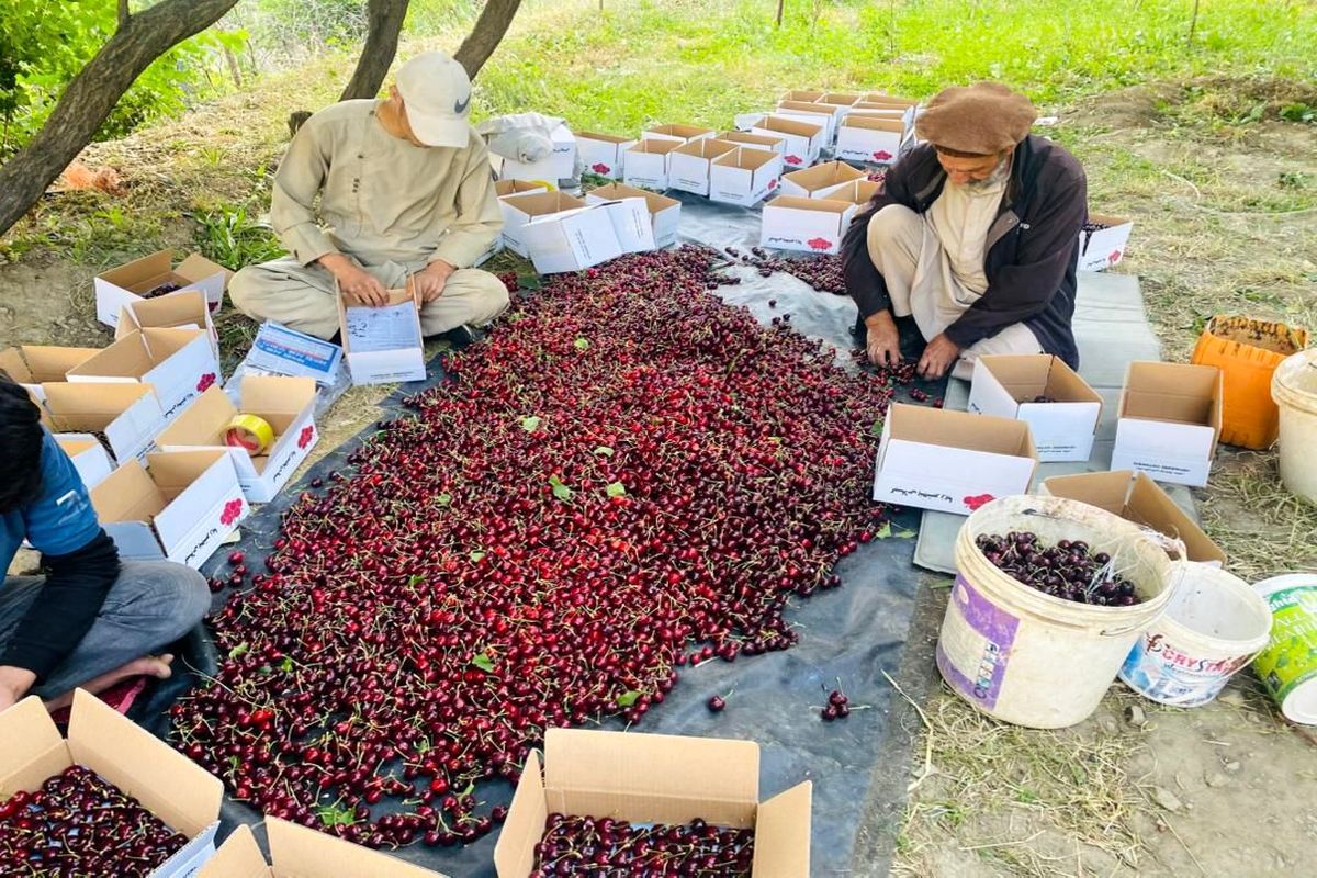 سرمازدگی، برداشت گیلاس در اشنویه را نصف کرد