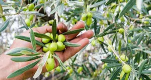 تولید ۱۰۰ هزار تن دانه زیتون هدف‌گذاری شده است