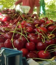 برداشت گیلاس در ساوجبلاغ آغاز شد