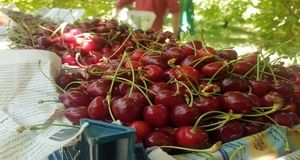 برداشت گیلاس در ساوجبلاغ آغاز شد