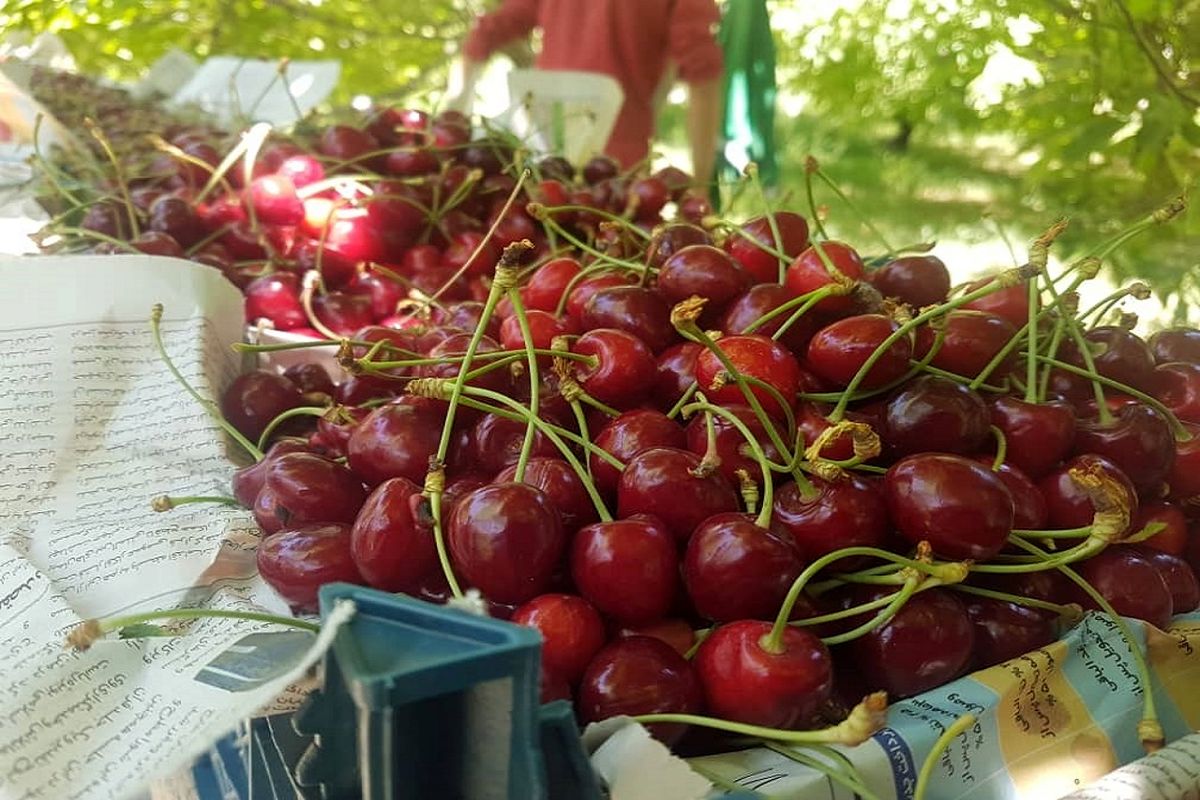برداشت گیلاس در ساوجبلاغ آغاز شد