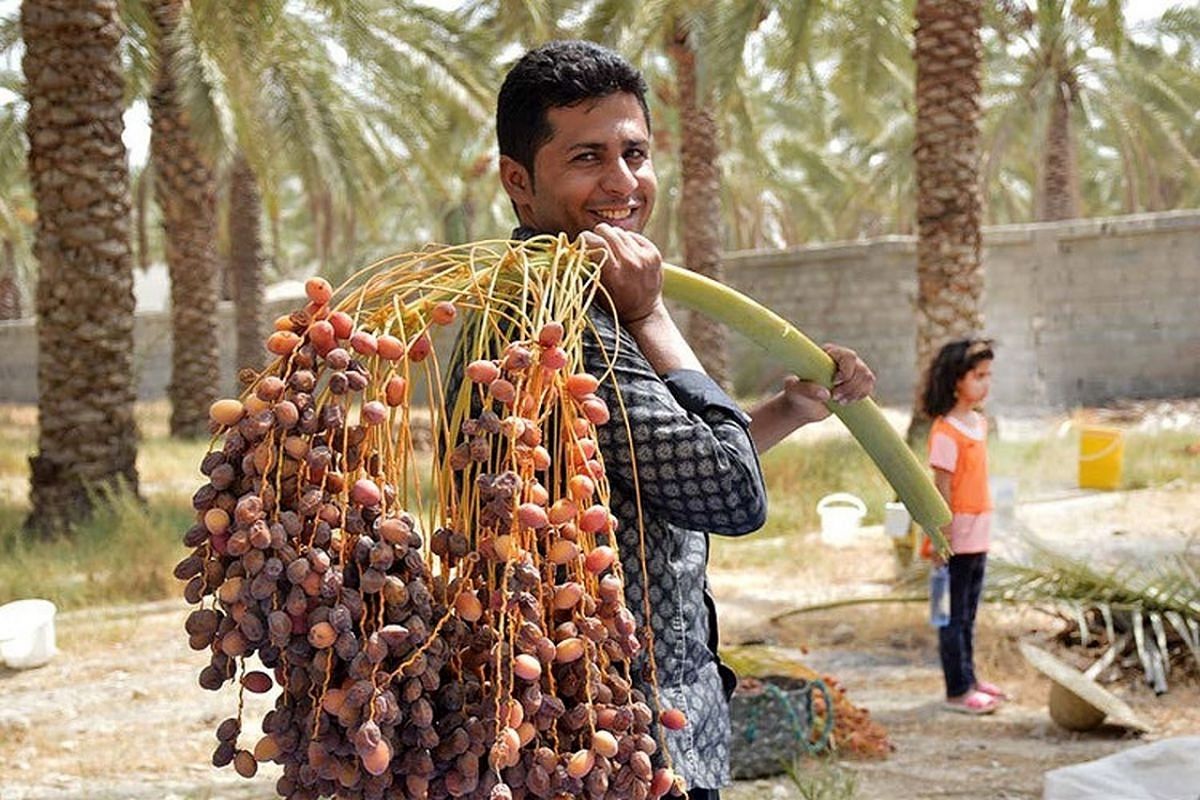 پیش‌بینی برداشت ۵ هزار تن خرما در بافق استان یزد