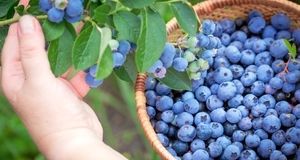احداث اولین و بزرگترین سایت گلخانه ای بلوبری کشور به صورت مجتمع در شهرستان بندرانزلی