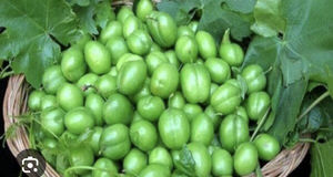 پیش‌بینی برداشت ۲۳۰۰ گوجه سبز در استان کرمانشاه
