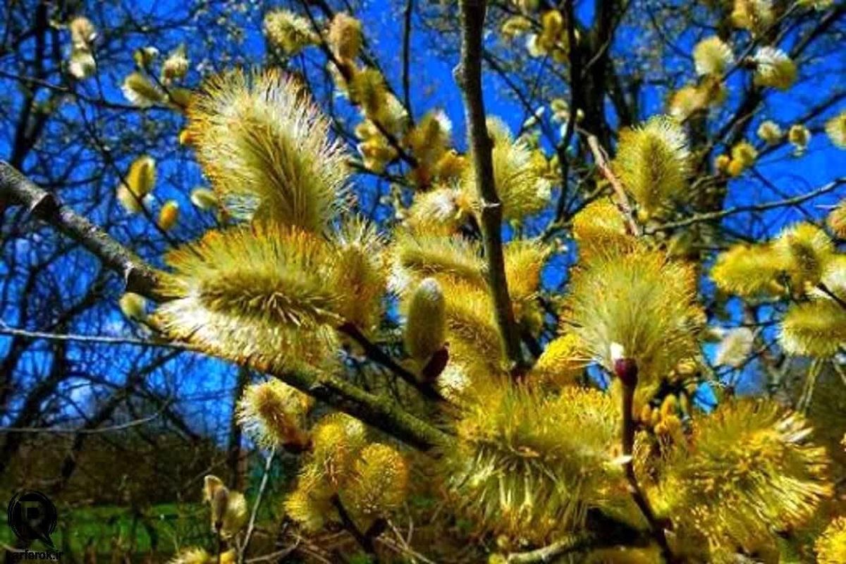 برداشت بیدمشک در استان آذربایجان‌غربی آغاز شد