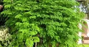 کشت مورینگا برای اولین بار در دهلران