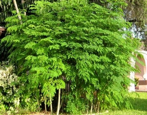 کشت مورینگا برای اولین بار در دهلران