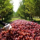 رشد ۶ درصدی تولید محصولات باغی در دولت چهاردهم