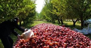 رشد ۶ درصدی تولید محصولات باغی در دولت چهاردهم