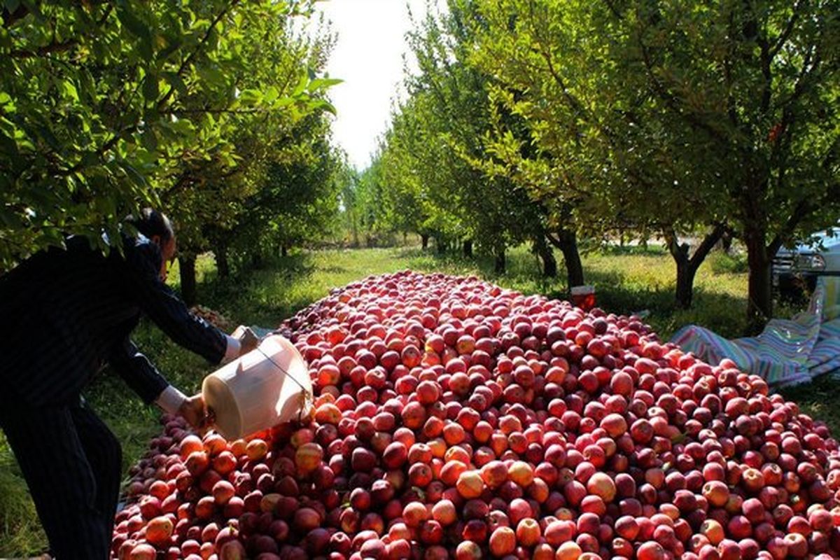 رشد ۶ درصدی تولید محصولات باغی در دولت چهاردهم