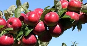 پیش‌بینی تولید ۹۵۰ هزار تن سیب درختی در استان آذربایجان‌غربی