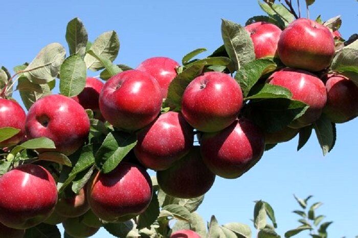 پیش‌بینی تولید ۹۵۰ هزار تن سیب درختی در استان آذربایجان‌غربی