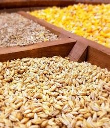 توزیع ۱۰۰ هزارتن جو با نرخ مصوب برای تعادل بازار