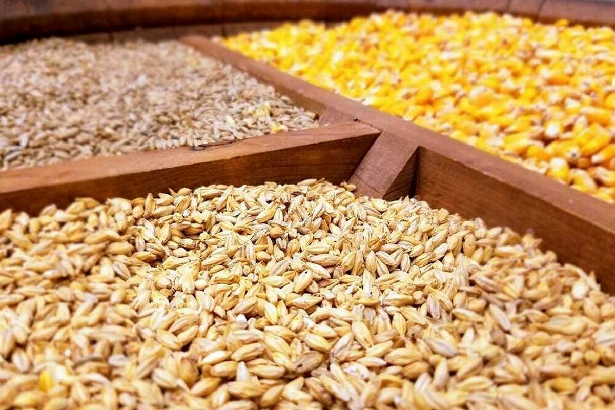 توزیع ۱۰۰ هزارتن جو با نرخ مصوب برای تعادل بازار