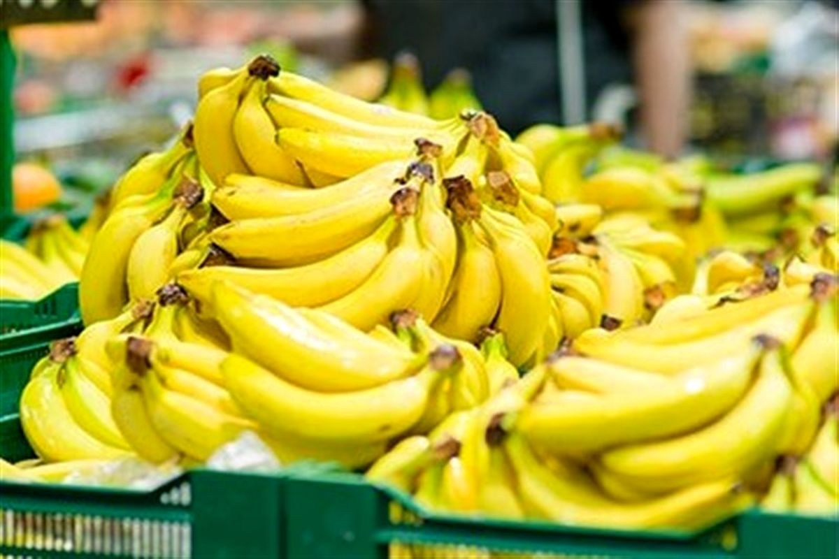 معافیت ۱۰۰ درصدی حقوق گمرکی واردات موز از محل سهمیه مرزنشیان و شرکتهای تعاونی