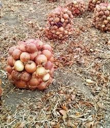 آغاز خرید توافقی پیاز در شهرستان‌های داراب و زرین‌دشت از امروز