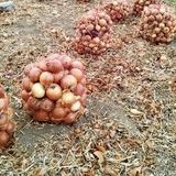 آغاز خرید توافقی پیاز در شهرستان‌های داراب و زرین‌دشت از امروز