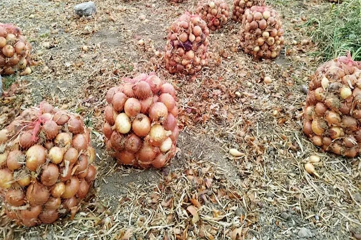آغاز خرید توافقی پیاز در شهرستانهای داراب و زریندشت از امروز