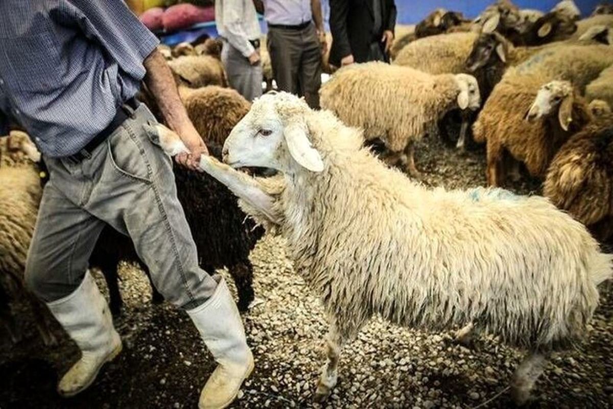 کاهش ۴ درصدی کشتار دام در دی‌ماه