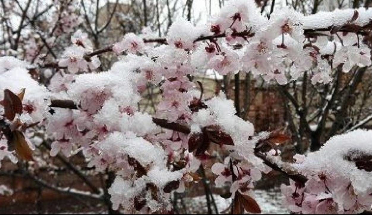 خسارت ۹۵۰ میلیاردی برف و سرما به کشاورزی کاشان