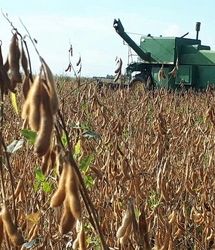 پیش بینی تولید ۳۵ هزار تن سویا در استان اردبیل