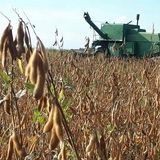 پیش بینی تولید ۳۵ هزار تن سویا در استان اردبیل