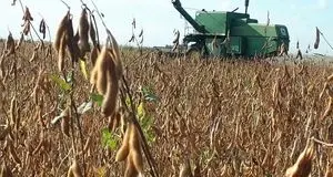 پیش بینی تولید ۳۵ هزار تن سویا در استان اردبیل