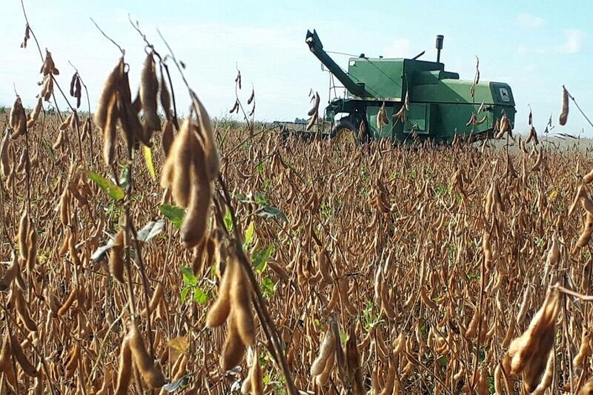 پیش بینی تولید ۳۵ هزار تن سویا در استان اردبیل