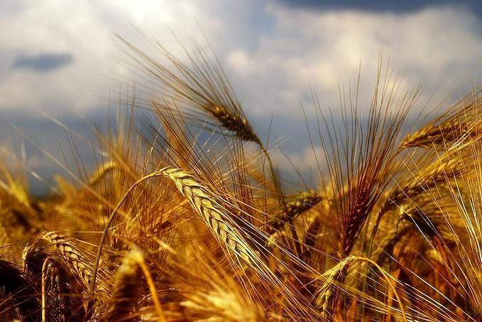 اولین برداشت گندم آبی فارس از مزارع روستای نرمان